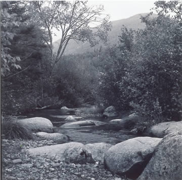 ROCKS BY STREAM AND TREES WITH BACKGROUND MOUNTAIN